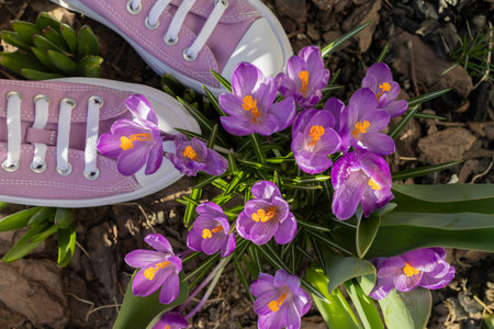 Hello, spring. Lilac sneakers near blooming purple-pink crocuses on a sunny day. Nature's rebirth, early spring, have a nice day. Enjoy spring walks in nature. View from above.の写真素材