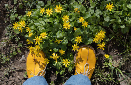 Hi spring. Bright yellow shoes near blooming yellow spring buttercups on a sunny day. Nature's rebirth, early spring, a beautiful day. Enjoy spring walks in nature. View from above.の写真素材