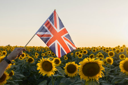 The Union Jack against a backdrop of blooming sunflowers in a field and the sun. Pride in the country, travel in England, national symbol.の写真素材