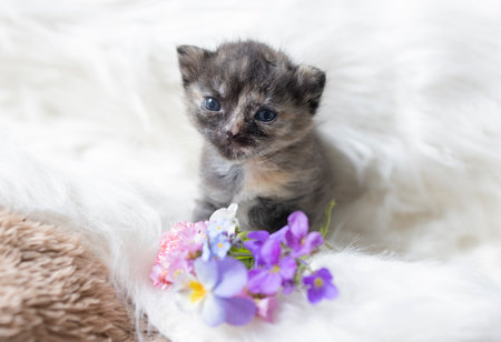 sweet one-month-old brown and beige kitten sits on a soft blanket, with a small bouquet of flowers next to him. A happy cat childhood. Comfort and care for your beloved petの写真素材