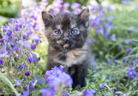cute two-month-old kitten sits in a flowerbed among a crowd of small lilac flowers. Beautiful postcards, the harmony of nature, tenderness. A pet's curiosity, learning about the worldの写真素材
