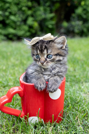 A cute, fluffy gray kitten sits in a large red, heart-shaped cup on green grass. A beloved pet. Playing with a kitten. A cat's childhoodの写真素材