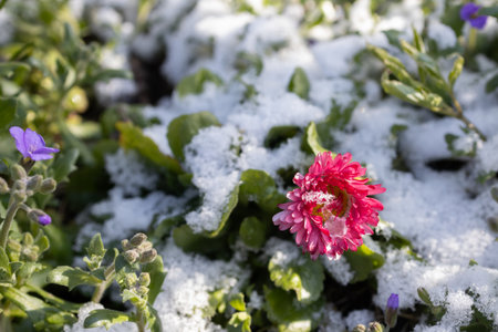 daisy blooms amidst the snow after an unexpected spring snowfall, illuminated by the sun. Natures awakeningの写真素材