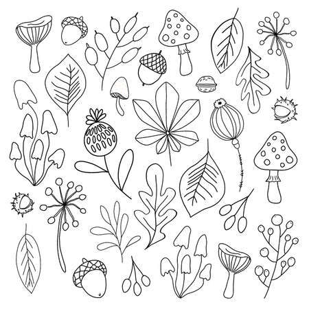 Autumn outline set of mushroom, leaf, nut, clove, walnut, flowers,の写真素材