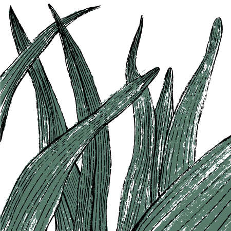 Hand drawn isolated botanical background/ frame, vector illustrationの写真素材