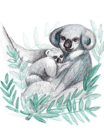 Watercolor pencils hand drawn cute koalas. Mother and baby concept illustrations. Adorable characters, perfect for greeting card, baby shower invitations, posters, decor for baby room, t shirts printの写真素材