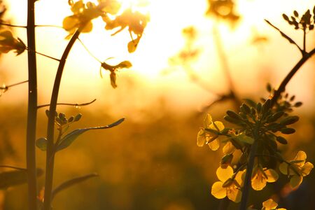 Yellow field wallpaper