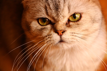 Burmilla cat detailの写真素材