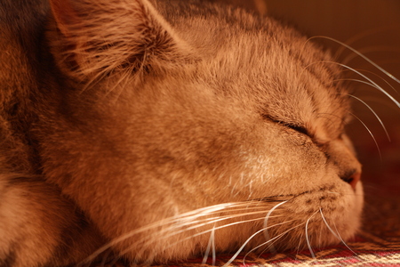 Cat sleeping detailの写真素材