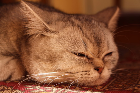 sleeping catの写真素材