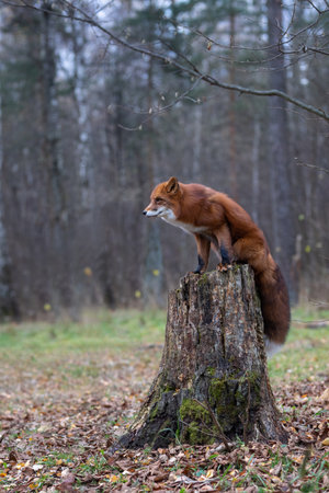 the fox lies in the autumn forest
