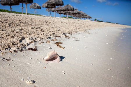 a large seashell lies on white sandの写真素材