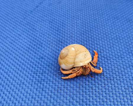 hermit crab closeup on blue backgroundの写真素材