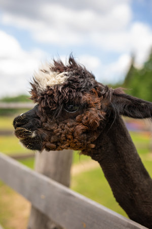 Portrait of lama alpaca. Sheared lama head close upの写真素材