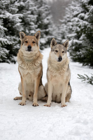 a pair of wolves sitting on the snow in the winter forest