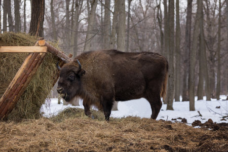 zubr bison close-up on grazingの写真素材