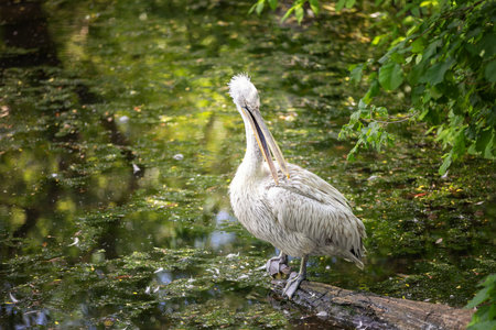 A curly pelican sitting on a branch near water. bird cleaning their feathers.の写真素材