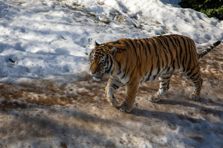 Bengal tiger walking in the snowの写真素材