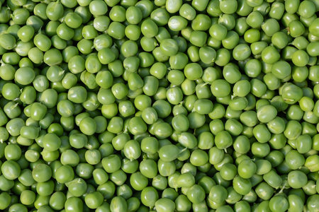 Fresh garden green peas backgroundの写真素材