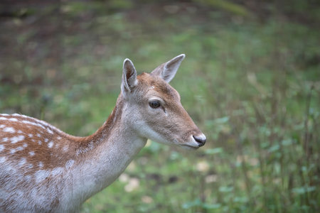 Close up portrait of female deer.の写真素材