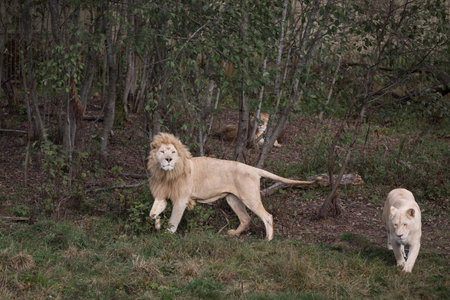 White lion and lioness in nature park (Panthera leo krugeri)の写真素材