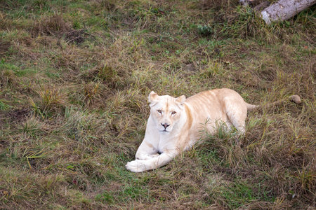 White lioness in nature park (Panthera leo krugeri)の写真素材