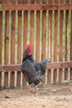 Rooster walking near the wooden bred fence at the farmの写真素材