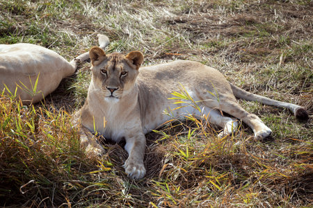 White lioness in nature park (Panthera leo krugeri)の写真素材