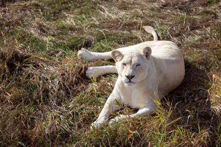 White lioness in nature park (Panthera leo krugeri)の写真素材