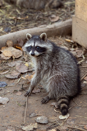 Raccoon (Procyon lotor)の写真素材