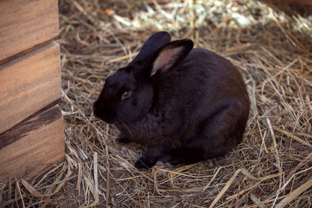 Cute black rabbit on dry grass (straw)の写真素材