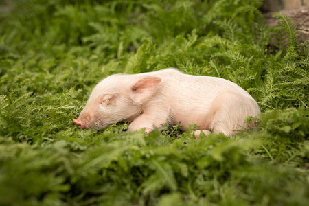 Little pig sleeps sweetly on the grassの写真素材