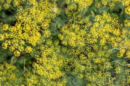 Garden background of dill umbrellas. flowering garden plant. Fennel.の写真素材