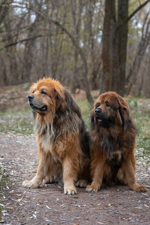 two Tibetan mastiffs in the autumn forest, against the backdrop of treesの写真素材