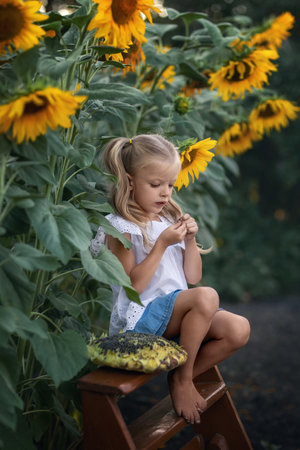 Beautiful girl sits on a bench in sunflowers and eats sunflower seedsの写真素材