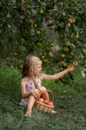 Little beautiful girl sitting in an apple orchard with a basket of apples and eating an appleの写真素材