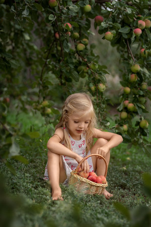 beautiful girl sits in an apple orchard with a basket of applesの写真素材