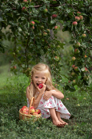 beautiful girl sits in an apple orchard with a basket of apples and eats an appleの写真素材