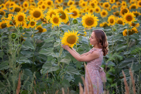 Young beautiful woman walking in blooming sunflower field and smelling flowers. Summer vacation. Harmony with nature.の写真素材