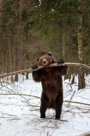 A brown bear (Ursus arctos) stands on its hind legs in a winter forest.の写真素材