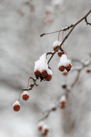 Ðpples on snowy branch. Apples under the snow. Branches with apples under the snow. Selective focus. background or backdrop for winter theme.の写真素材