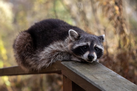 The raccoon lies on the wooden railing. Close-up portrait.の写真素材