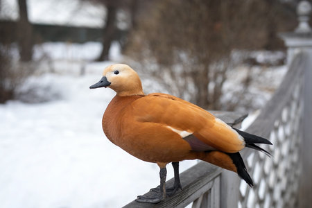 The Ogar, or red duck (Latin: Tadorna ferruginea) sits on the wooden railings of the bridge in the park in winter.の写真素材