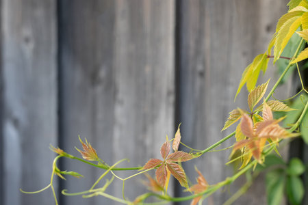 Foliage wild grapes leaves on a old wood background. Copy space. Selective focus, blurred background.の写真素材