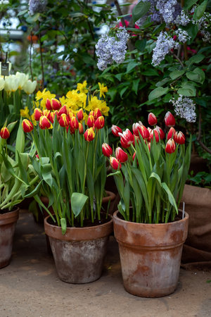 Tulips in large garden pots in the spring garden. Growing tulips.の写真素材