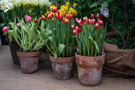 Tulips in large garden pots in the spring garden. Growing tulips.の写真素材