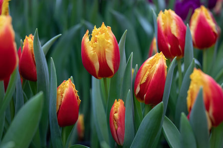 Beautiful red-yellow tulip flowers on a blurry background, close-upの写真素材