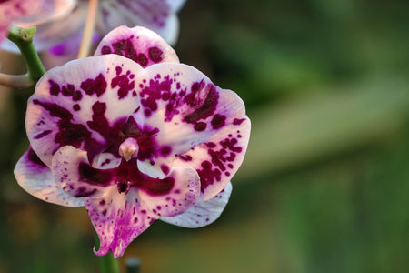 Blooming spotted orchid Phalaenopsis closeup on a dark background