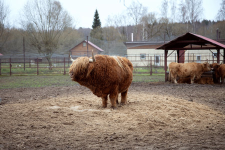 Long-haired bull of the old Highland breed ("Scottish Highland Cattle")の写真素材