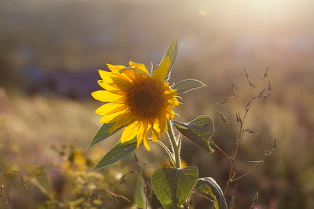 Sunflower in the field backlit by the rays of the setting sun.の写真素材